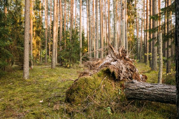 Grow your Pine Tree Debris Disposal business
