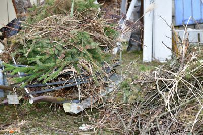 Pine Tree Debris Disposal