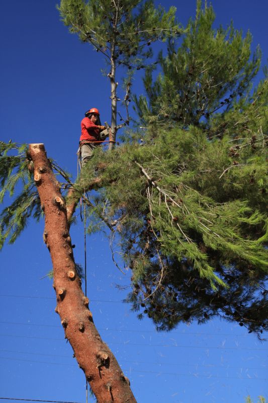 Pine Tree Debris Disposal