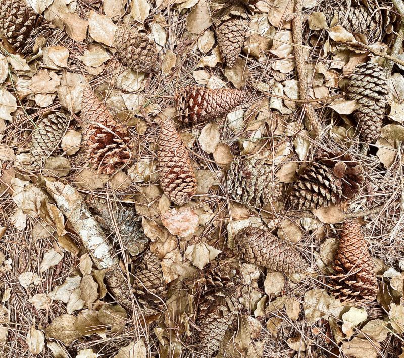 Pine Tree Debris Disposal